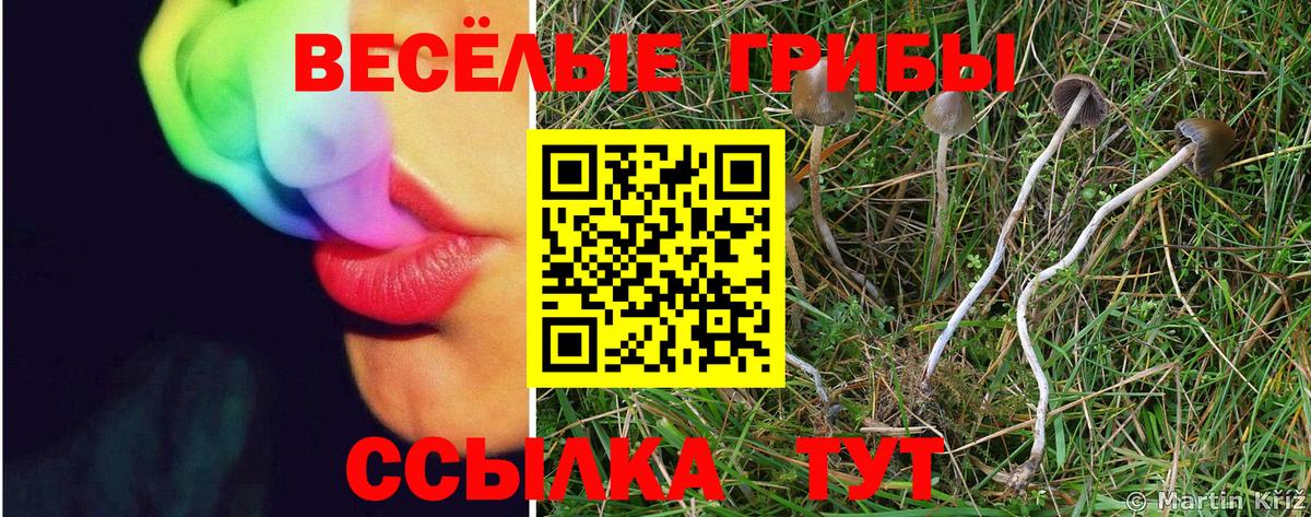 Амурск  Галлюциногенные грибы Psilocybe  Вход с VPN 